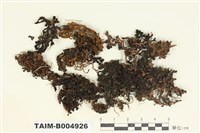 藏品(綿腹衣屬)的圖片